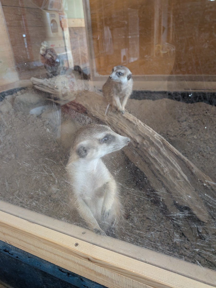 ahirupg's tweet photo. 反抗期娘とケンカ後。触れ合い動物園へ😊😊 たっくさんの動物いて楽しかったぁ♡♥️♡♥️ https://t.co/ru4pyUpwPz