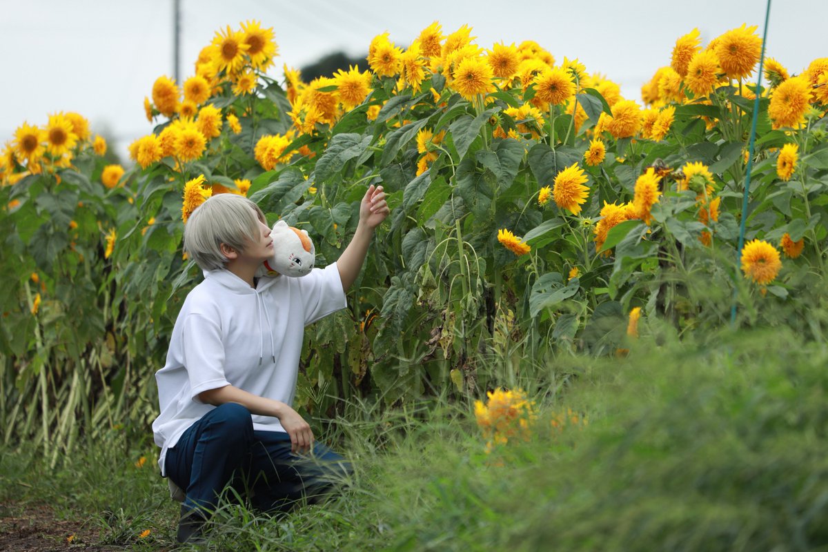 kisuke_099's tweet photo. cosplay 夏目友人帳
夏目貴志　

||---

「……そこにいたのか。」

ひまわりの陰から顔を覗かせる君に、
そっと手を伸ばした。

　　　　　　　　　　　　　　　　　　　　　　　　---||

p  @uenoma https://t.co/33p39OKiQy