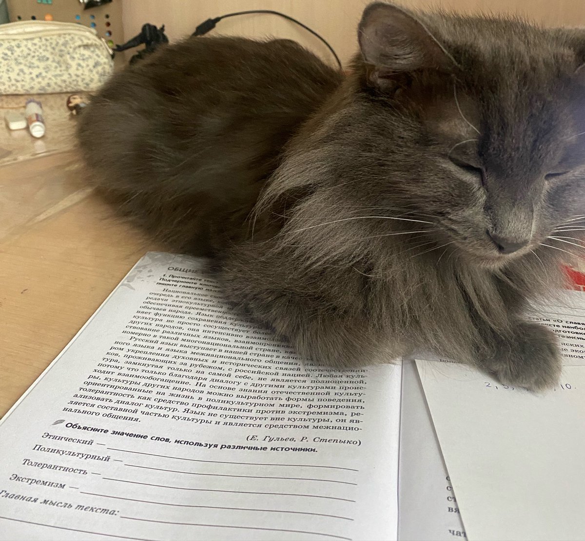 gnomewoik's tweet photo. она мне типа помогает? https://t.co/ZoyuOSd1lU