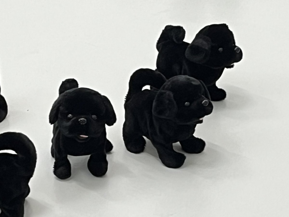 sohei93's tweet photo. 東京・世田谷のGallery21yo-j にて、野村和弘さん「200匹の、黒い犬」

17時の作家さんの合図で、鑑賞者も協力し床の犬１匹ずつ手作業でスイッチをON！200匹の犬が歩き回り尻尾を振り鳴く大音量の空間が出現！

5分後、また全員で犬１匹ずつスイッチをOFF。静かになるが鑑賞者も汗だく。不思議な体験。 https://t.co/IBrLbYVmVB