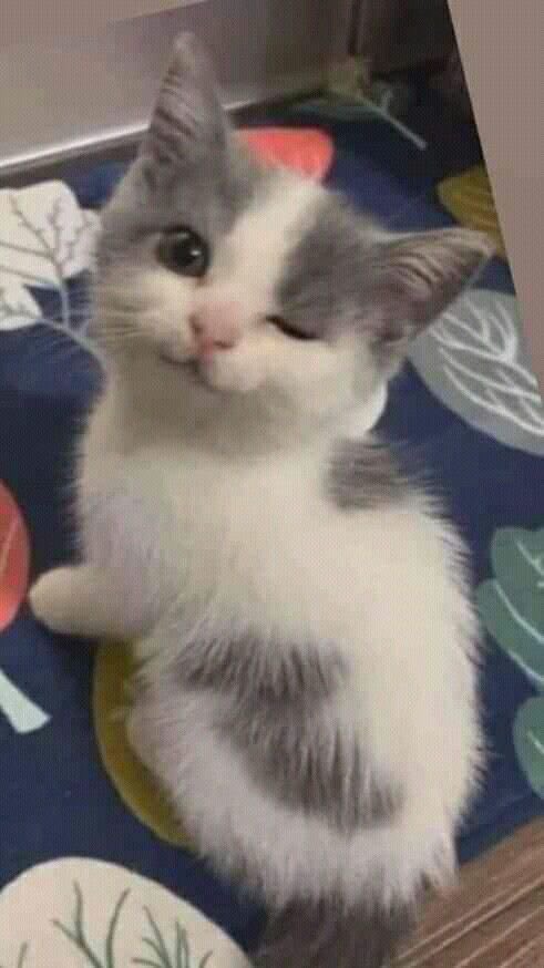 Just_forJu's tweet photo. Meow https://t.co/KuOwKpCm4i