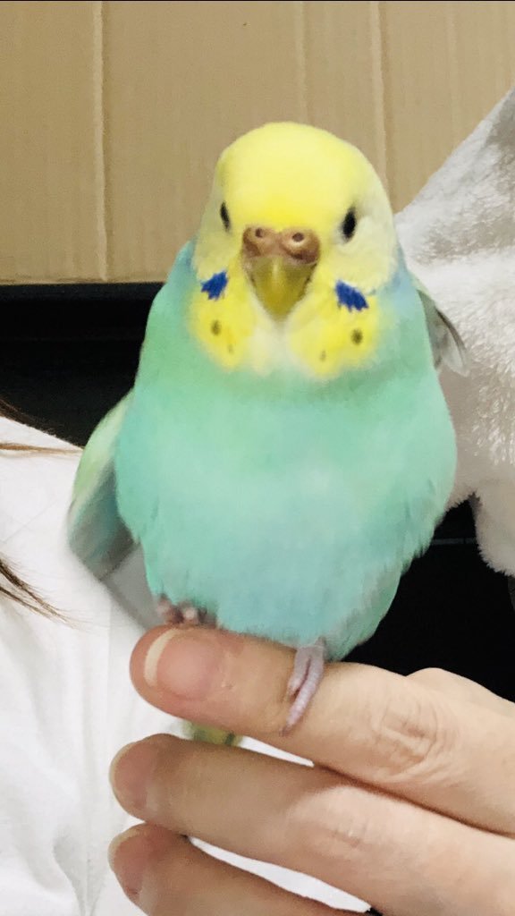animal_rescue03's tweet photo. チビちゃん、1つの情報が家族の光になります…

2021年4月25日、広島県廿日市市で、セキセイインコ（レインボー）のチビちゃんが迷子になりました。

見かけた方、保護された方はご連絡下さい。
どんな情報でもお待ちしています。

DM または @0n6dc4T16Douiviまでお願いします🙏
#迷子インコ #セキセイインコ #廿日市市 #広島迷子 #拡散希望