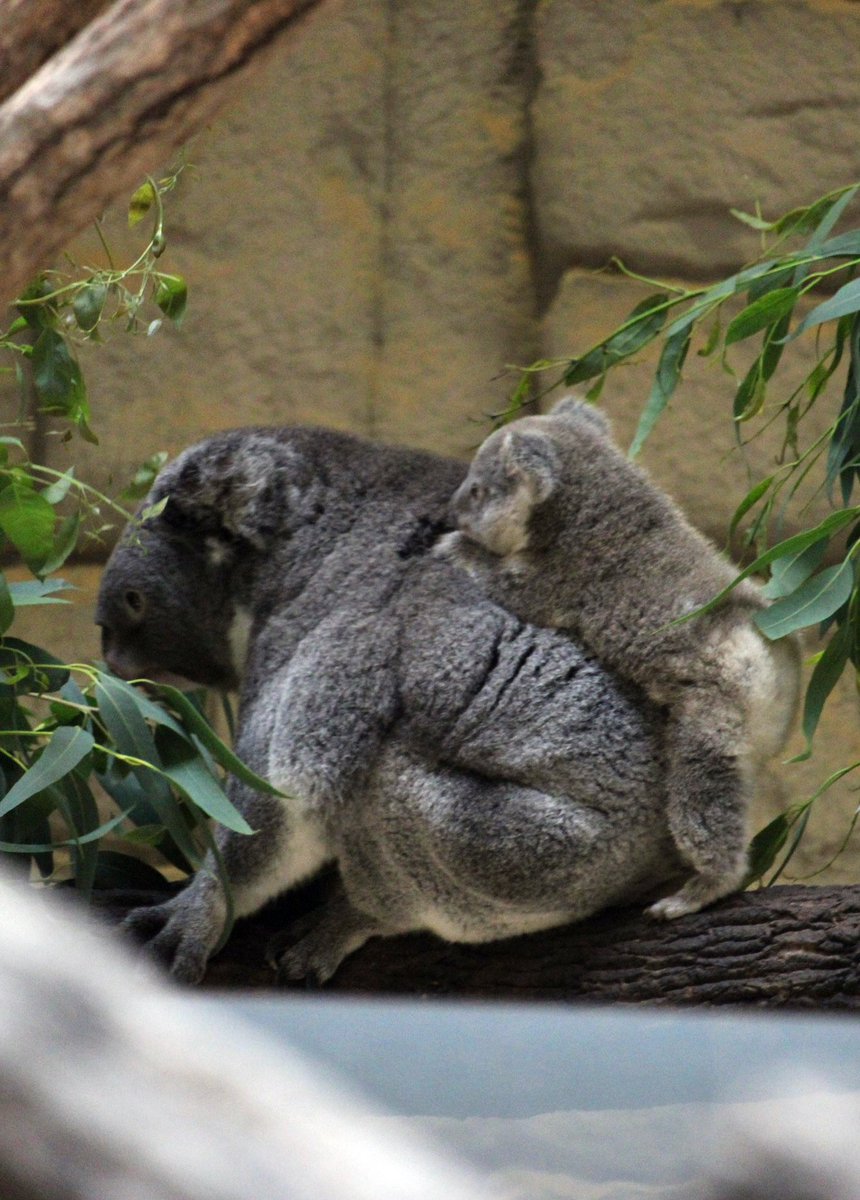 SunAzuKomCats's tweet photo. シルバーウィークは、動物園も賑わってるかな？
ママのおんぶはフカフカ♡
2026.9.16
#コアラ #東山動植物園 https://t.co/3QiHomw2rd