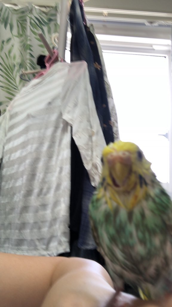 animal_rescue03's tweet photo. チビちゃん、1つの情報が家族の光になります…

2021年4月25日、広島県廿日市市で、セキセイインコ（レインボー）のチビちゃんが迷子になりました。

見かけた方、保護された方はご連絡下さい。
どんな情報でもお待ちしています。

DM または @0n6dc4T16Douiviまでお願いします🙏
#迷子インコ #セキセイインコ #廿日市市 #広島迷子 #拡散希望