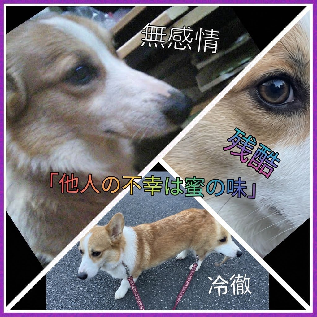 tongariinu's tweet photo. https://t.co/Zxt5AK2757