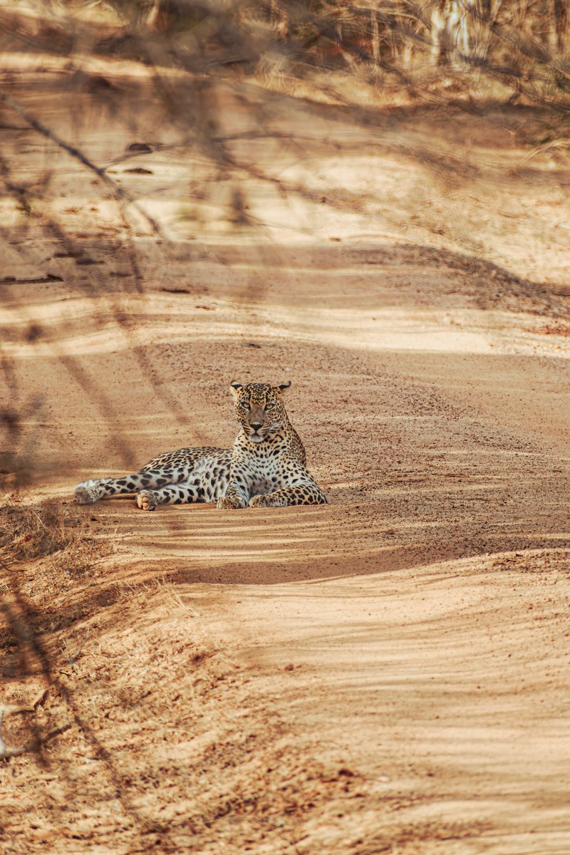 simplytgt's tweet photo. The leopard had the track to itself, and clearly meant to keep it.

Sri Lanka's leopard lives nowhere else on earth. Then the island turns green: coconut palms, rolling surf, a railway curving through the trees.

#SriLanka #SlowTravel #SimplyTravelGate https://t.co/uvfQgfrn39