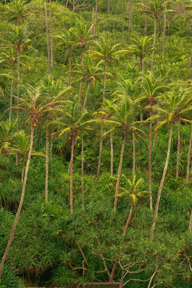 simplytgt's tweet photo. The leopard had the track to itself, and clearly meant to keep it.

Sri Lanka's leopard lives nowhere else on earth. Then the island turns green: coconut palms, rolling surf, a railway curving through the trees.

#SriLanka #SlowTravel #SimplyTravelGate https://t.co/uvfQgfrn39