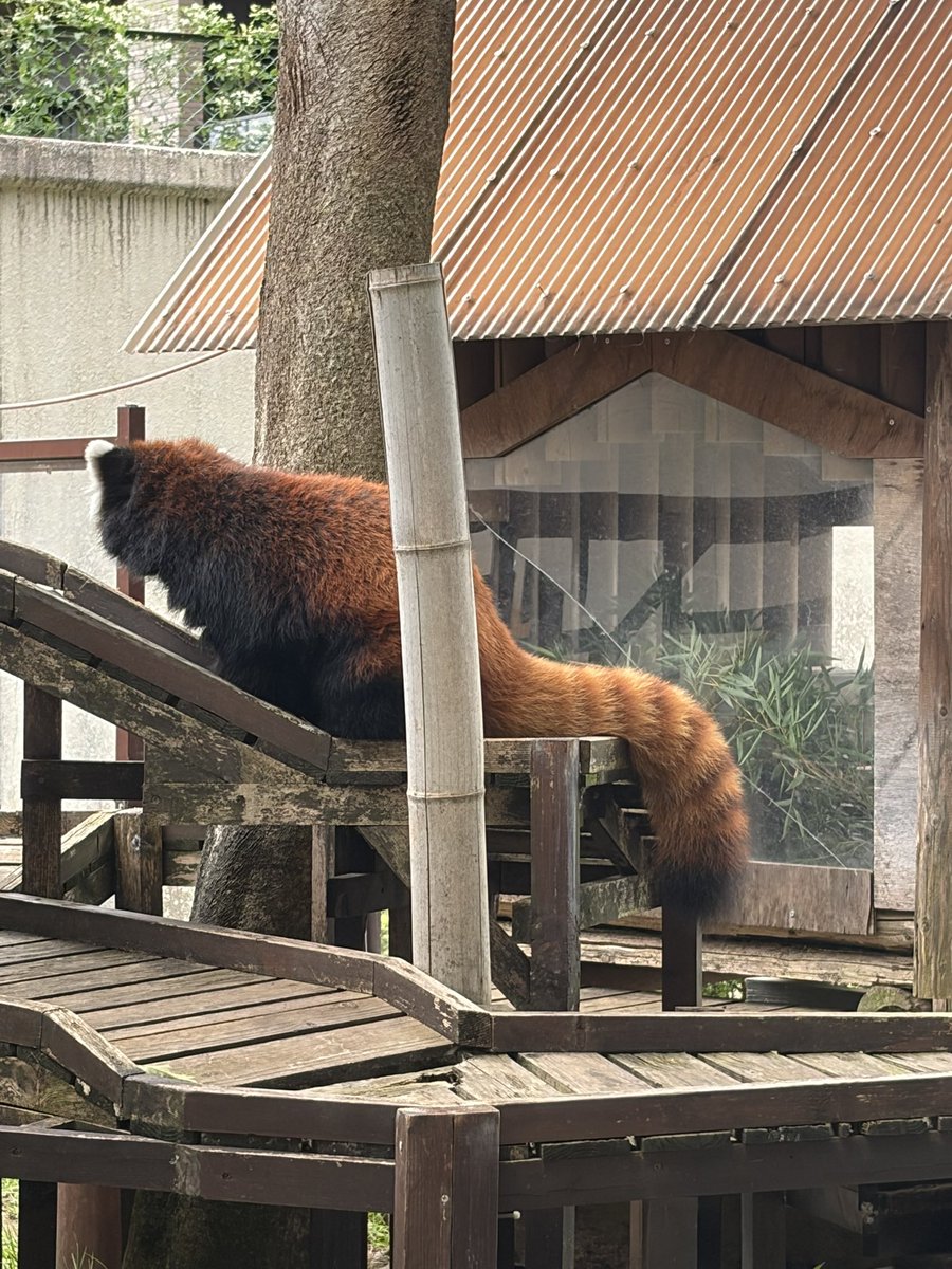 yukapandada's tweet photo. 三島良いところでした。こちらは楽寿園のレッサーパンダ。立派な尻尾がナイスですね。 https://t.co/luTDVmWR9I
