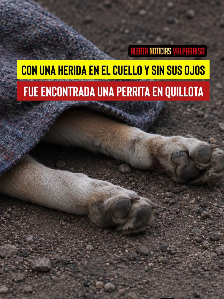 marcelafiguero7's tweet photo. @pilpilen_return Éste caso pasó muy piola fue en Quillota,el tipo venezolano le sacó los ojos al perrito y lo acuchilló dejandolo mal herido y lo tuvieron que dormir. El tipo arrancó del Quillota porque la gente sabía que el era el dueño del perrito. https://t.co/MRqNXHQI6t