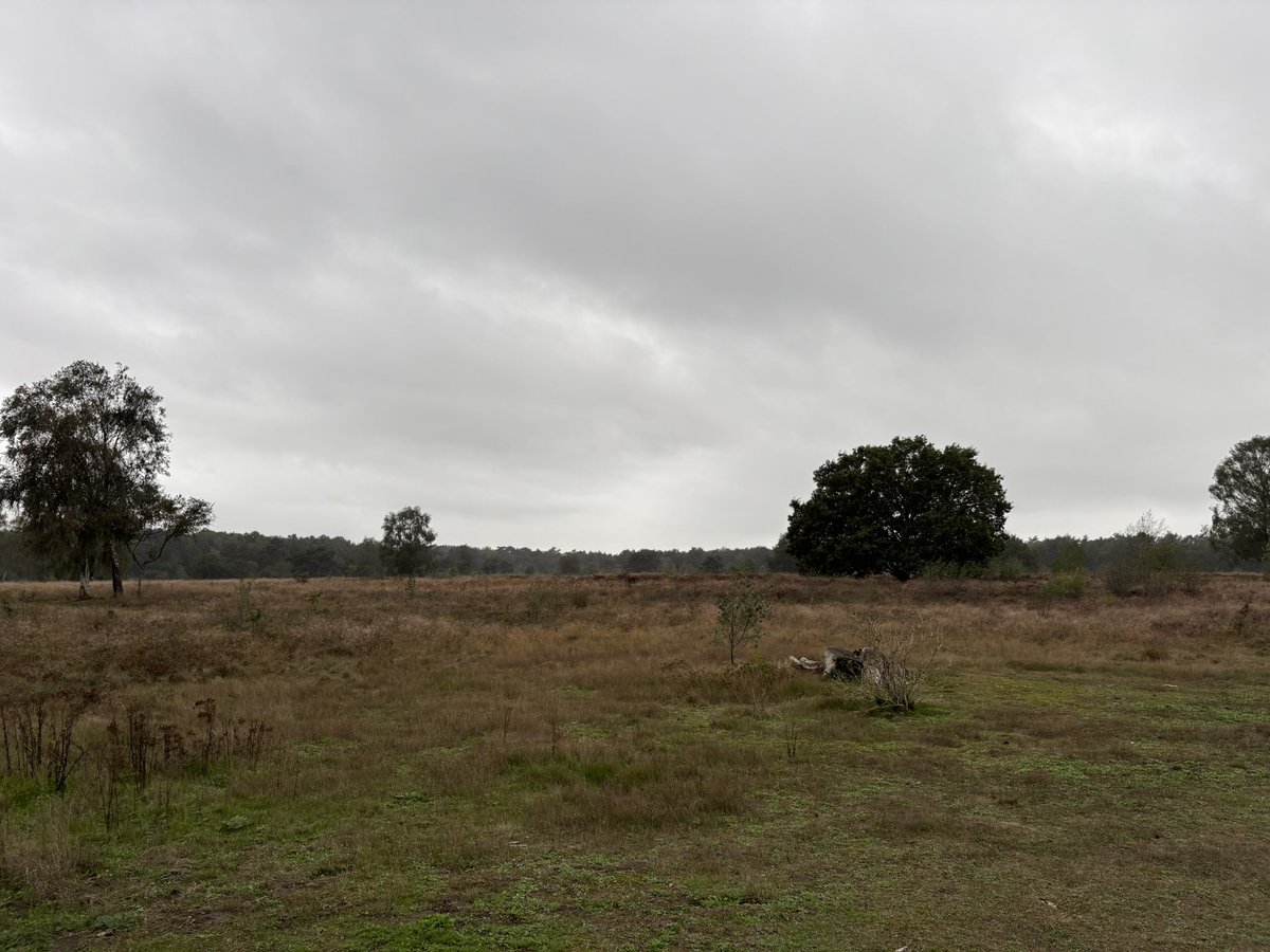 StephanvanHuis's tweet photo. 08.30 uur Zaterdagochtendrondje #holger #GroevenbeekseHeide #Ermelo https://t.co/EFXHZEl52K