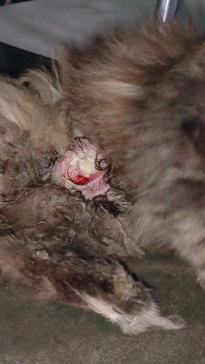 Yushan0_0's tweet photo. URGENT! - OPEN DONASI
hallo teman² adakah yang bisa bantu biaya operasi kucing betina ini? Adek ini punya benjolan besar di payudara dengan luka yang sudah bernanah. https://t.co/gLkrqrGcqV