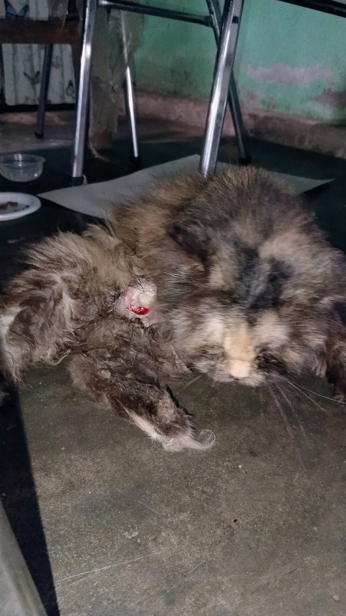 Yushan0_0's tweet photo. URGENT! - OPEN DONASI
hallo teman² adakah yang bisa bantu biaya operasi kucing betina ini? Adek ini punya benjolan besar di payudara dengan luka yang sudah bernanah. https://t.co/gLkrqrGcqV