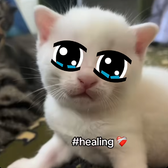00devinho's tweet photo. This eye trend is blowing up on TikTok.
Everyone is drawing them on their pets, super cute.

TikTok search:
https://t.co/EkKh8eCT1P

Bunch of viral vids:
https://t.co/22uAFmw8sT

https://t.co/t13OIzZXb1

https://t.co/O5KMfwJlL8 https://t.co/vxhP1OFfle