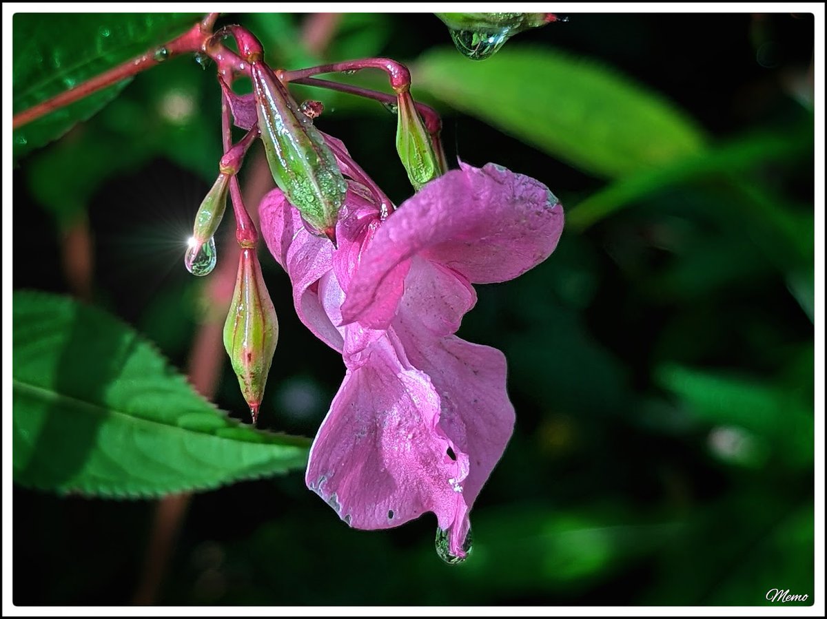 Memo_Barlow's tweet photo. ≪ Schönheit am Wegesrand ≫

Nahaufnahme der rosafarbenen Blüte eines Springkrauts mit Wassertropfen an den Knospen und auf den Blütenblättern.

#photography #fotografie #foto #photo #postprocessed #myphoto #mywork #ownwork #nature #natur #umwelt https://t.co/hxOHc2oR0p
