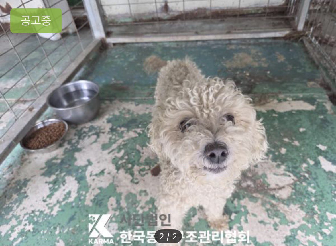 findmypaw's tweet photo. 꼬질꼬질 복슬복슬 푸들 아이, 품종견이지만 문의가 없습니다
공고기간이 지나면 칼안락사되는 경기 양주의 동구협이에요
5일 뒤면 안락사된다고 합니다.

✔️ 하남시보 입양문의: https://t.co/sVMxONIaQS https://t.co/7Us8OzRCxP