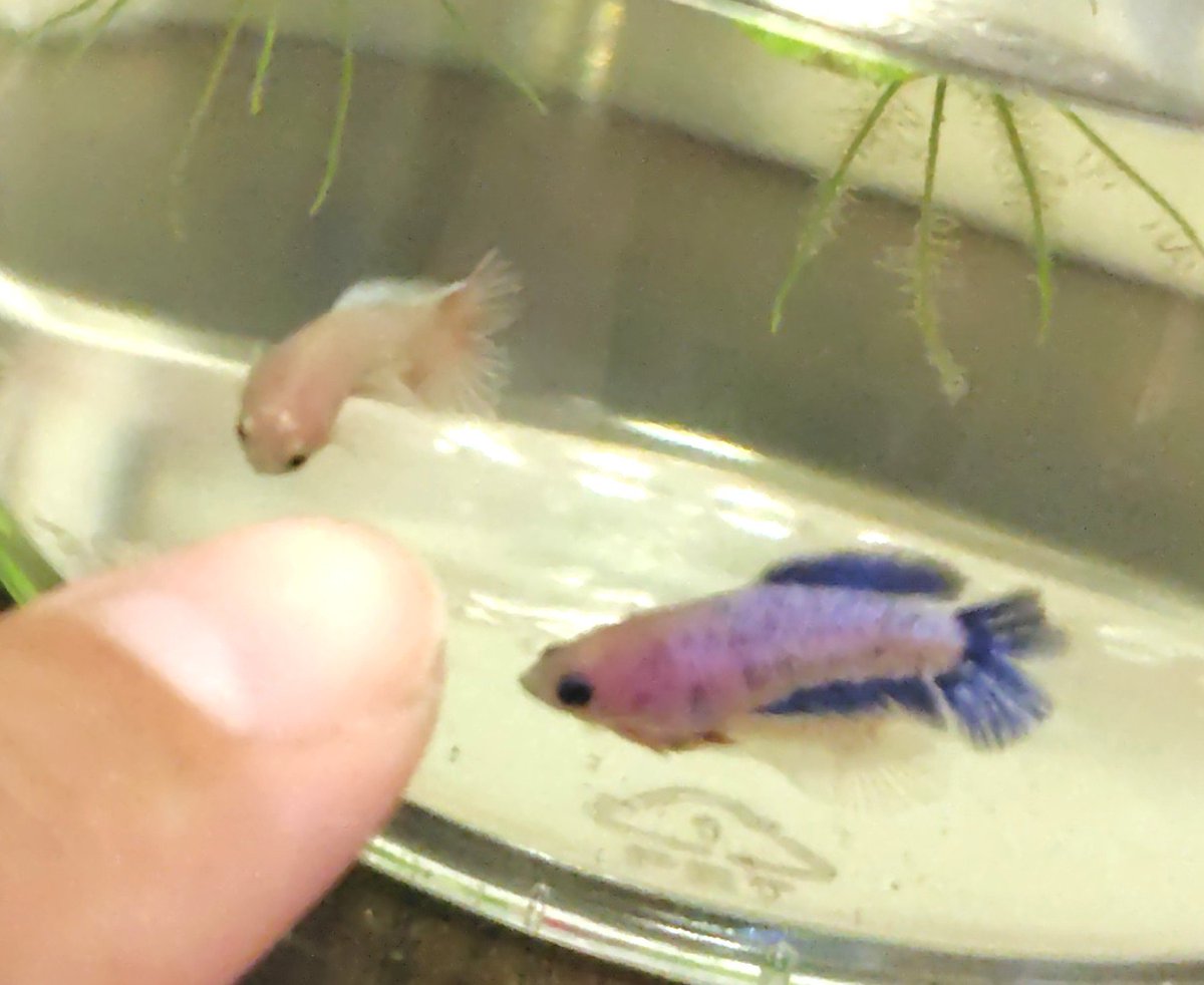 putittoosakana's tweet photo. いよいよ明日アクアリウムバス!!!
 @aquariumbus 

今回は孵化から3ヶ月のベタベビー連れていきます!!!

しかも初品種の、ダブルテールベタベビー💕

なかなか見れないベタの幼魚なので、ぜひ興味ある方は見に来てくださいね😆🙌

ブースは５階の真ん中!

#ベタ #アクアリウムバス #自家繁殖 https://t.co/25y2XB6fWW