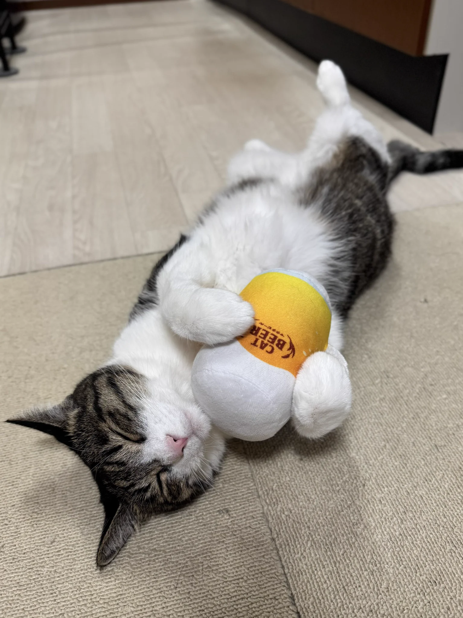 ぎんのねこ (@ginnonekoch) / X