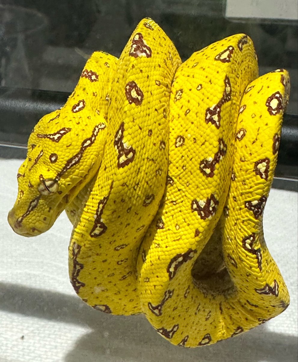 animal_KOBAR's tweet photo. グリーンパイソン ビアク
ベビー新入荷です🆕🐍
今はまだ、黄色い色ですが
成長するにあたってグリーン色になります❗️
ピンクマウスLサイズ食べてます‼️
#札幌爬虫類 #animalkobar #アニマルコバー #コバー #札幌爬虫類ショップ #グリーンパイソンビアク https://t.co/t3b2a4cXkR