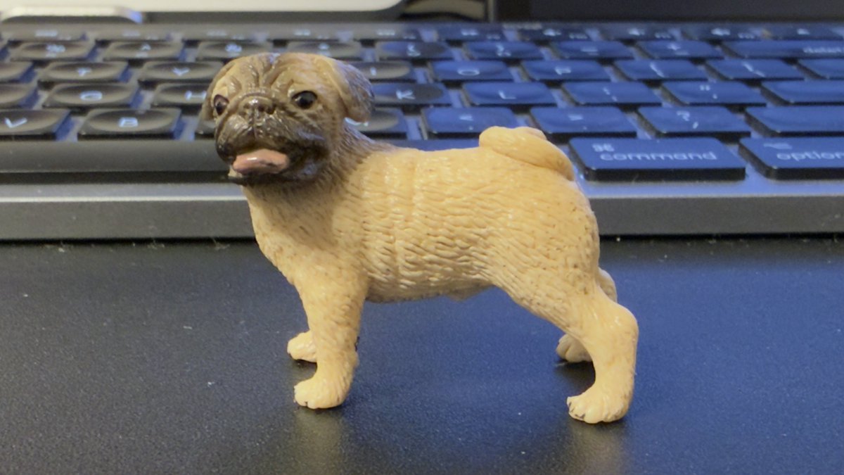 ryuhei_sakamoto's tweet photo. 自分が本気のじじいになったら犬飼えるくらいの人間に成長していたいと思う今日この頃。 https://t.co/b52Cskc3ai