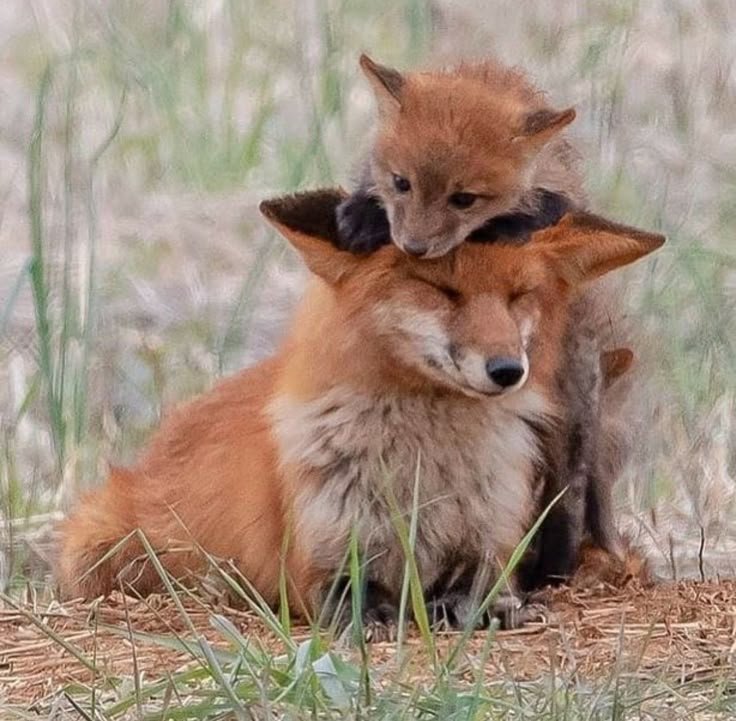 FoxFoxxian's tweet photo. Aah you are hurting me :( Ming keeps biting my ears https://t.co/hsPyPkAe8O