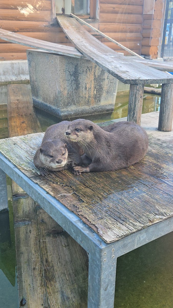 hyutora_kai's tweet photo. キトだま親子
#大森山動物園
#コツメカワウソ https://t.co/GEeAXkaj9l