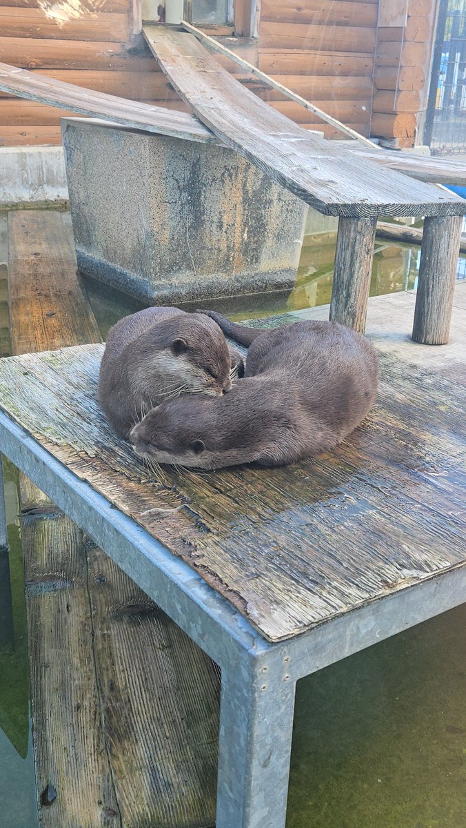 hyutora_kai's tweet photo. キトだま親子
#大森山動物園
#コツメカワウソ https://t.co/GEeAXkaj9l
