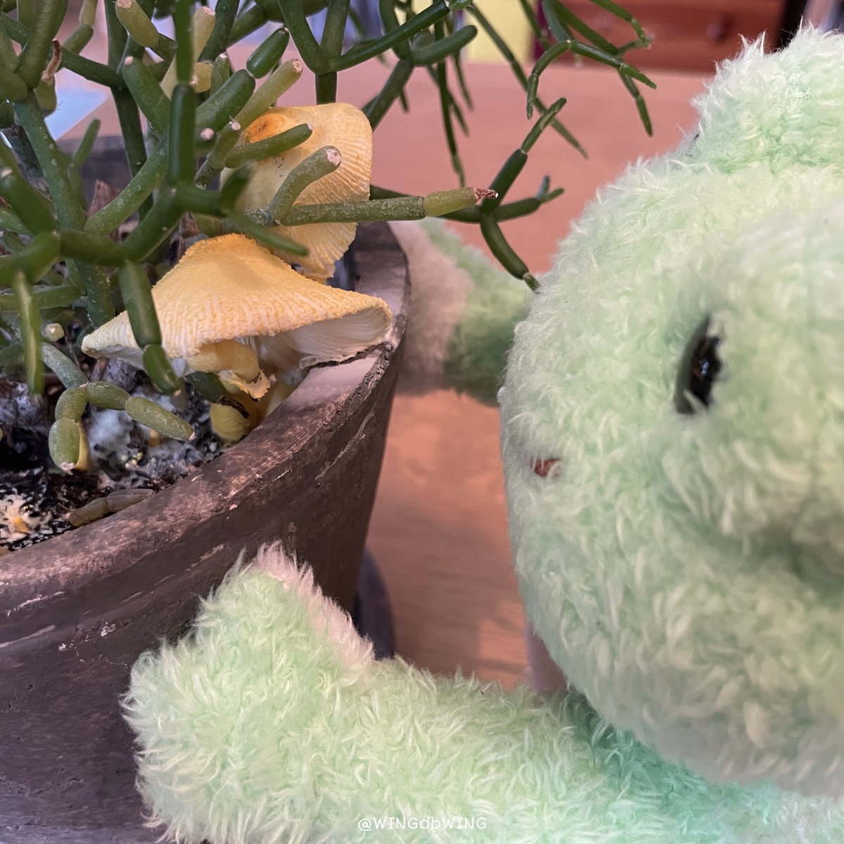 WINGdbWING's tweet photo. サボテンさんの鉢にキノコが生えたケロ…🐸

#かえるのピクルス https://t.co/ZOkbjf4dAo
