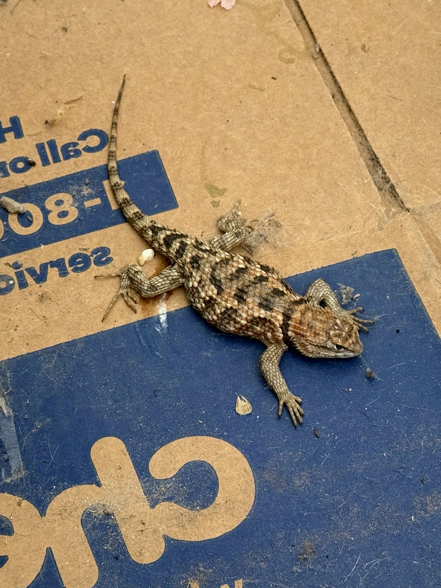 AshleyL32860's tweet photo. Found this Desert spiny lizard in my garage (Arizona) https://t.co/FH29R02jnr