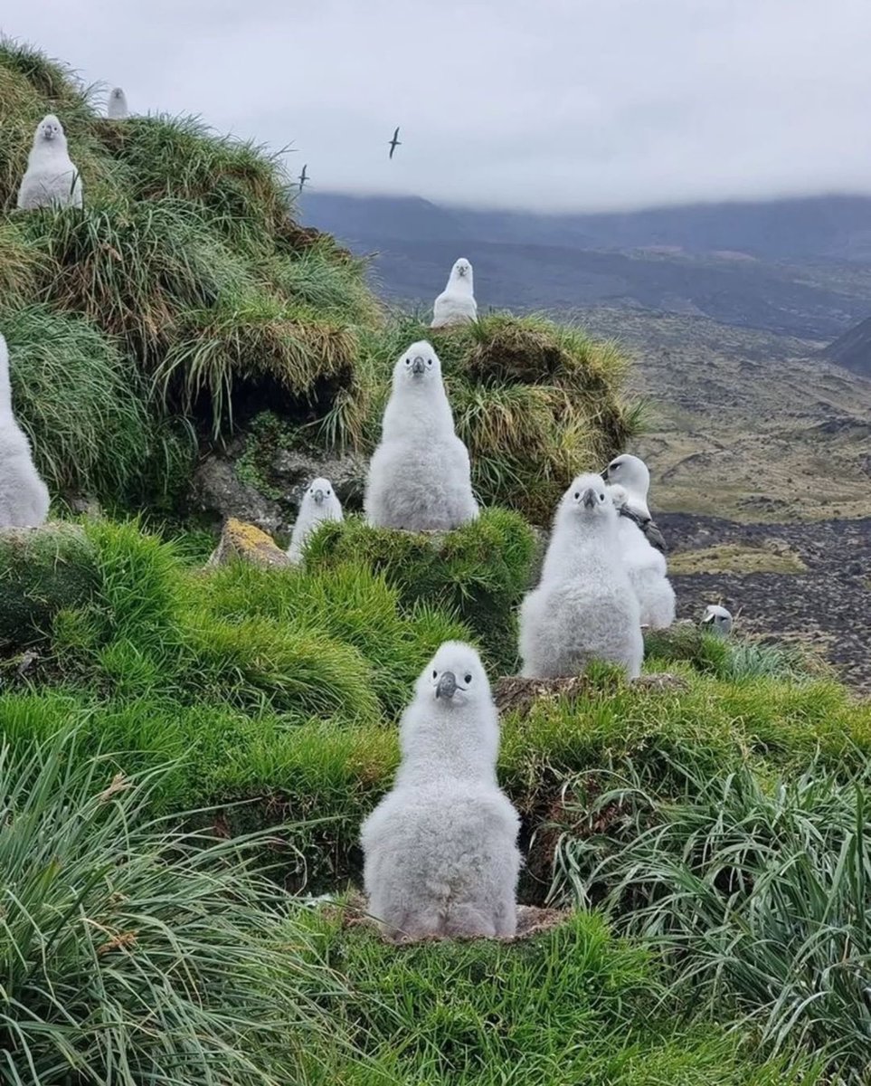 EvolveWildlife's tweet photo. Albatross chicks sit upright in their nests, holding onto warmth in the harsh winds of the subantarctic Southern Ocean.
    
📷 Michelle Risi &amp; Jaime Cleeland https://t.co/7WXwDBrGRn