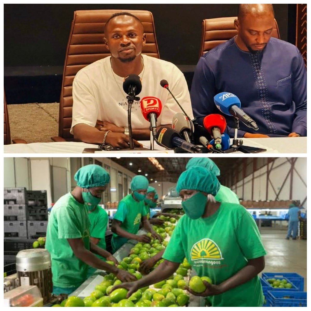 Shadaya_Knight's tweet photo. When a man with vision has money, he empowers the whole community

Sadio Mane has invested about 20 million dollars into an agricultural project, focused on mango production

The mango production will see about 1000 direct jobs created, training center and processing plant built, more mango trees planted

In his words "I want the young people of my region to be empowered"

Africa can only grow with industrialization, that's how all the jobless youths will be absorbed into being productive members of society 

Things we love to see, truly inspirational