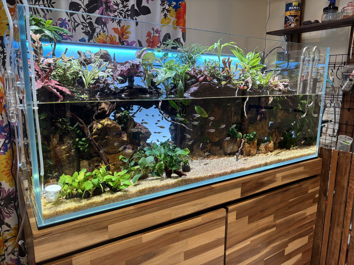 kumaquarium's tweet photo. 親戚の家の凄まじい120cmテラリウム https://t.co/DRzKfzHVPB