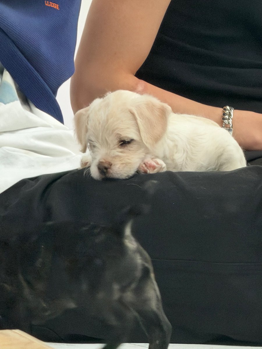 momop3ach04's tweet photo. ม๋ากิกับม๋ากิจิ๋ว🐶🫳🏻 https://t.co/3vJ13GCbF3