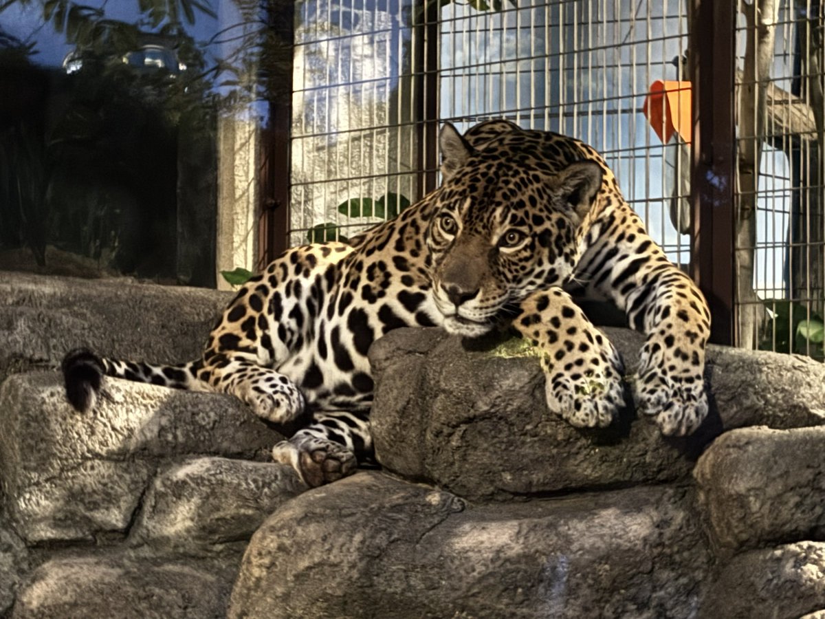 riku_amethyst's tweet photo. ナイトズー楽しい〜！🐅

ジャガーかっこいい✨ https://t.co/c6R9NtCSDS