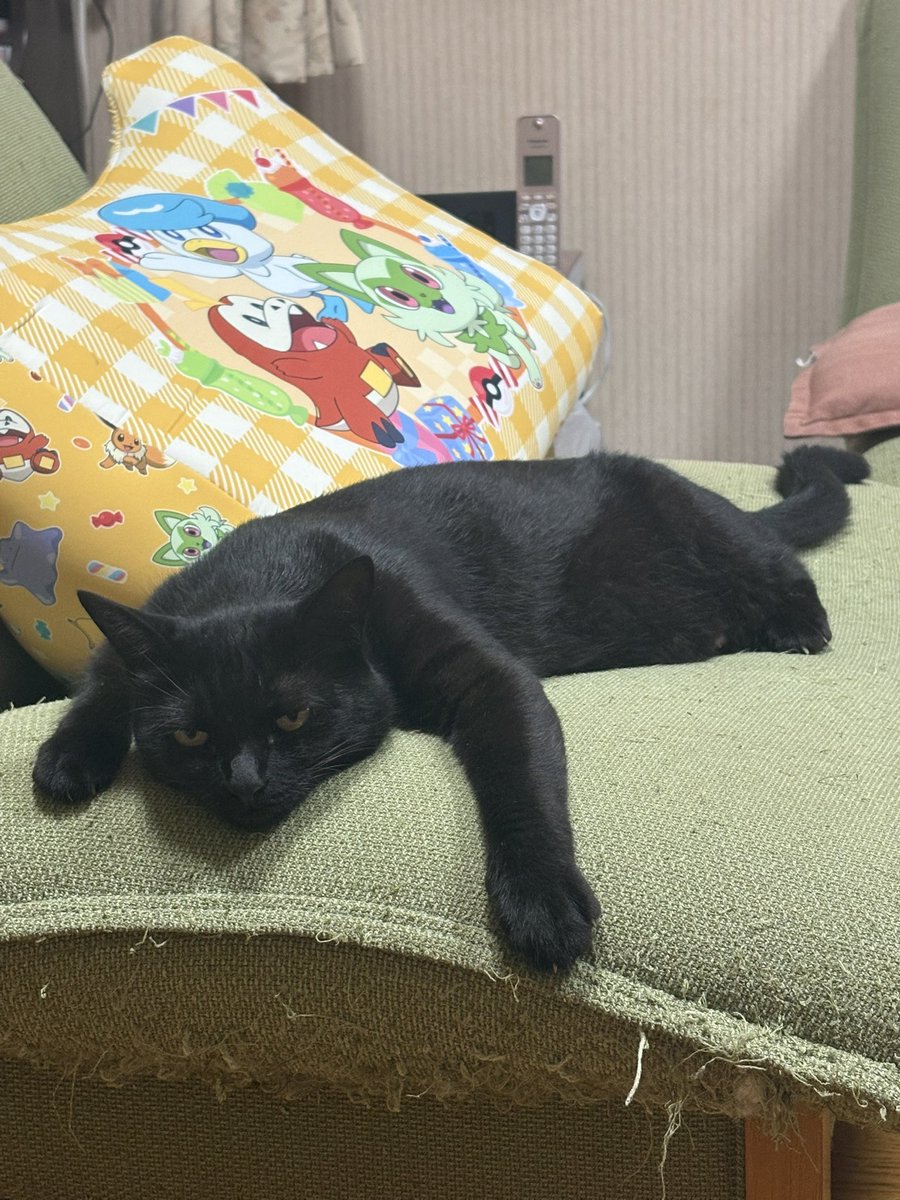 KuronekoChocola's tweet photo. ぺったんこの猫を三方向から https://t.co/Gq357nVxnd