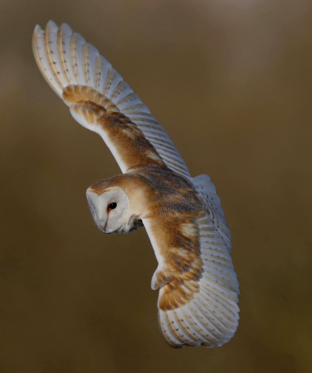sykesjeff's tweet photo. My best ever Barn Owl flight shot? What do you think 🤔 https://t.co/i89w3ulIvM