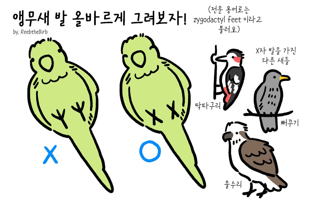 drawing_parrot's tweet photo. 앵무새 발 그리는 방법!
앵을 키우거나 유심히 관찰하지 않으면 모르는 경우가 많은 디테일이라 생각해요 https://t.co/FmKnxNtddt