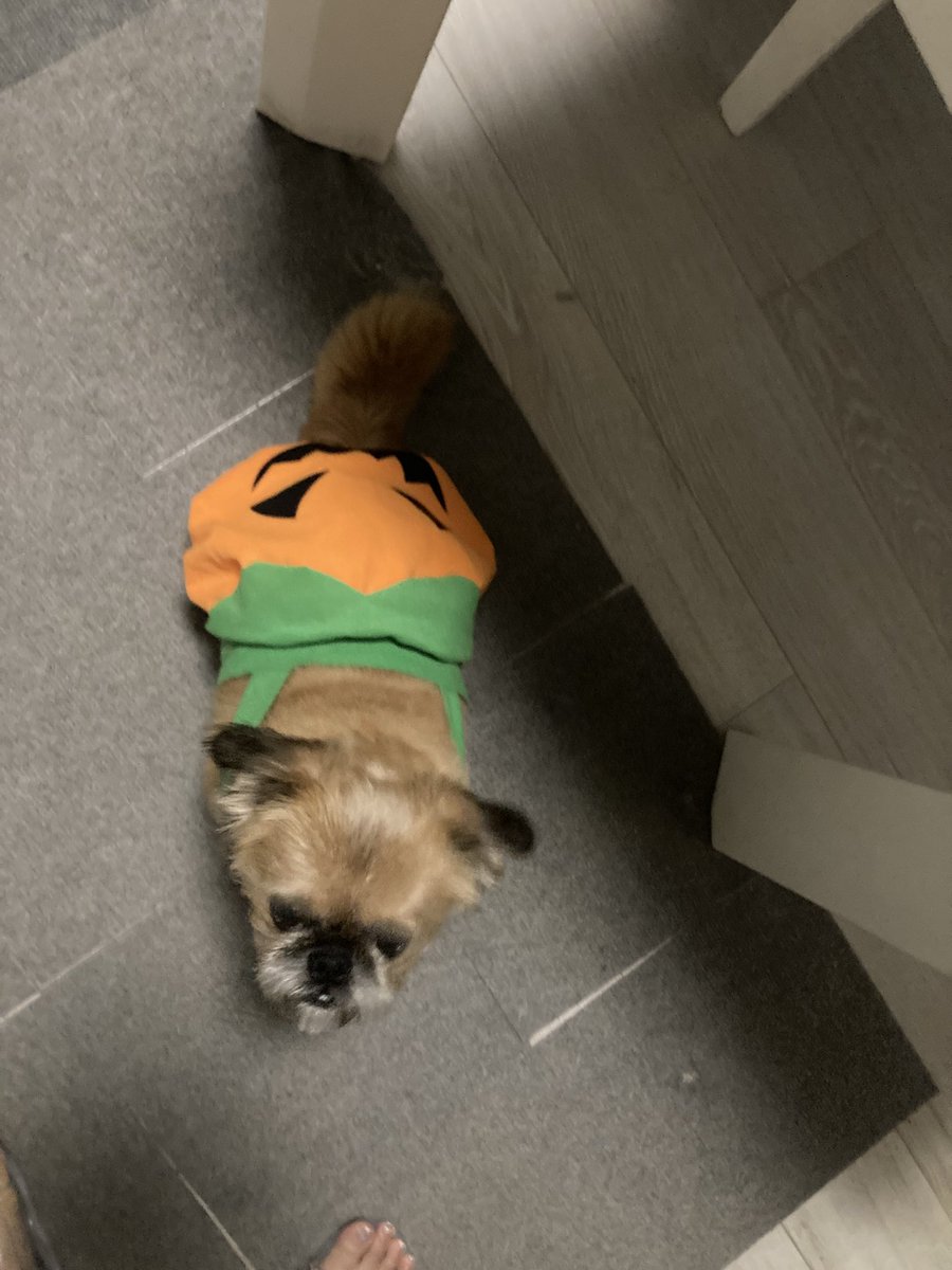 lka0807's tweet photo. 職場の人にアルパカのぬいぐるみとハロウィンの洋服を頂きました🐶

#鼻ぺちゃ
#ミックス犬
#犬のいる暮らし
#ペキニーズ
#ブリュッセルグリフォン
#エキゾチックアニマル https://t.co/DCMtxux5Ma