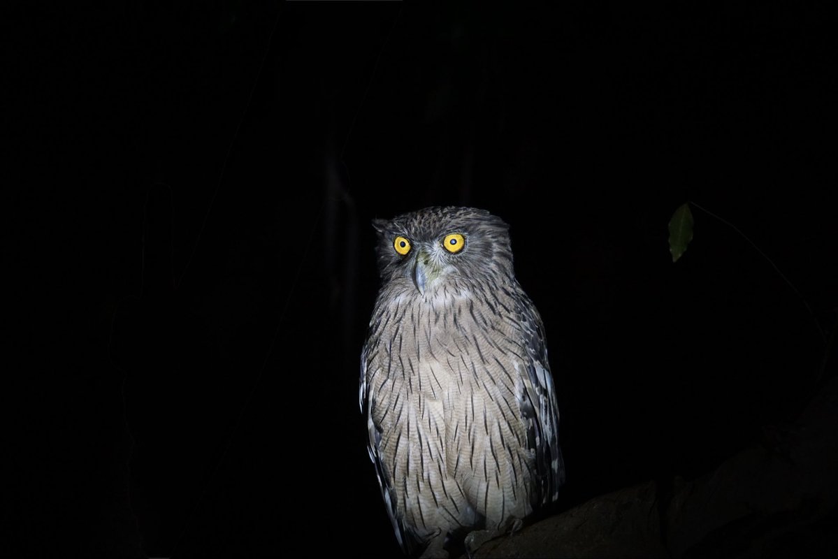 HemaShares's tweet photo. Brown fish owl #KMTR #Mundanthurai https://t.co/Dz7eJzDsaF