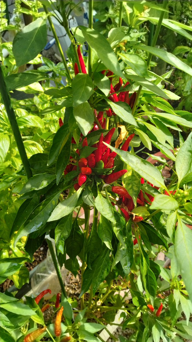 Shikuu_K's tweet photo. Hot pappers are growing very smoothly again. I will try to secondly harvest soon.
Kitashirakawa Digital Exploring Office - Kitchen garden, Running/Marathon, Python etc.: Home vegetable garden from April 2026 https://t.co/1cj1ZdTIYO https://t.co/dgXV02tGdQ