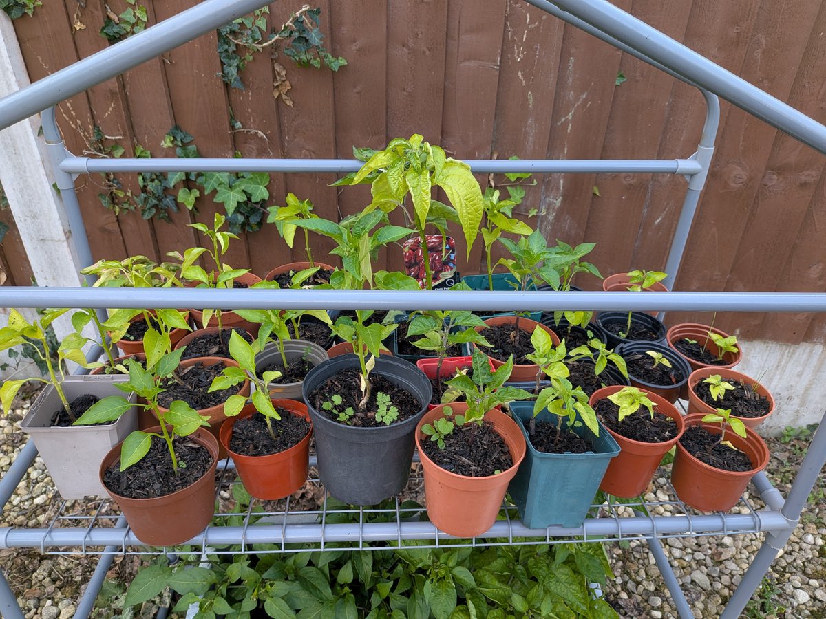 Aztec_Nick's tweet photo. @ChilliFowler Just let us know when they're ready. As I say I probably won't sow any seeds again until the new year so I'll wait until making a purchase. I am quite interested in your frutescens and sugar rush peach as well. I am quite a keen chilli grower so they will be in safe hands 🙌 https://t.co/shND9vNuFY