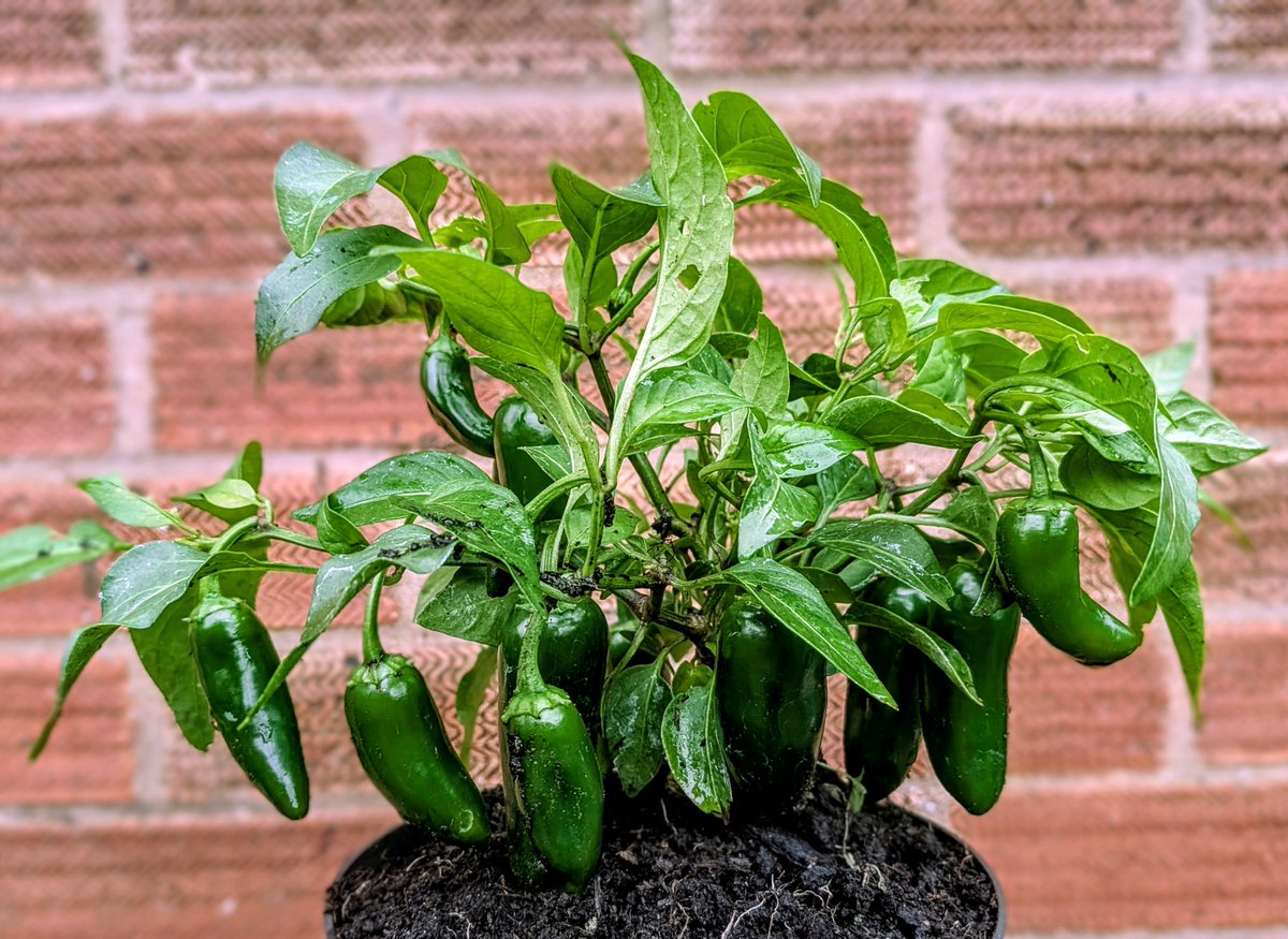 Aztec_Nick's tweet photo. @ChilliFowler Just let us know when they're ready. As I say I probably won't sow any seeds again until the new year so I'll wait until making a purchase. I am quite interested in your frutescens and sugar rush peach as well. I am quite a keen chilli grower so they will be in safe hands 🙌 https://t.co/shND9vNuFY