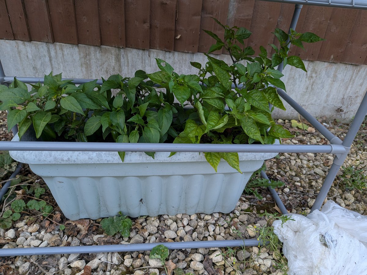 Aztec_Nick's tweet photo. @ChilliFowler Just let us know when they're ready. As I say I probably won't sow any seeds again until the new year so I'll wait until making a purchase. I am quite interested in your frutescens and sugar rush peach as well. I am quite a keen chilli grower so they will be in safe hands 🙌 https://t.co/shND9vNuFY