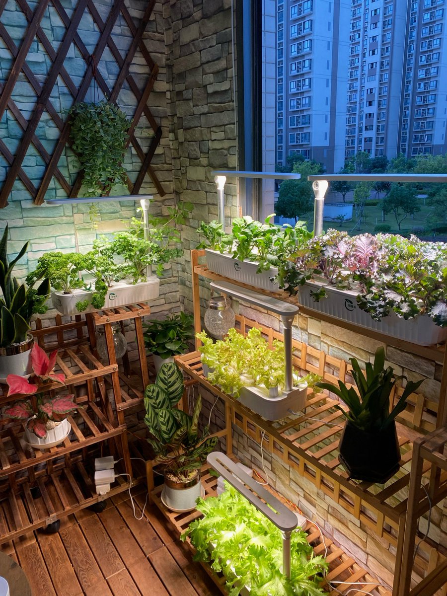 evelyn1madisonr's tweet photo. My tiny balcony now has a fresh herb garden! Cooking with home-grown basil makes every meal feel like a little win https://t.co/T5NHb1g4sc