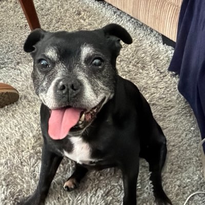 Seenbrighterda1's tweet photo. #StaffyLove #OlderDogs #Staffy #Luna #BBF Luna is almost 15 and I love her so much. Staffys run your life https://t.co/l25CYgjpxo