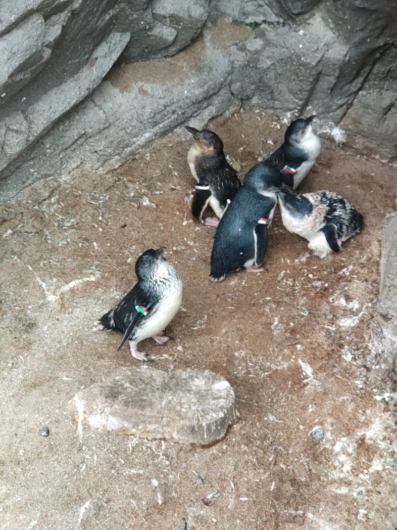 melesanakuma's tweet photo. 今日は気を取り直し頑張って葛西臨海公園行ってきた
いい散歩になった https://t.co/wWQb10xVGf