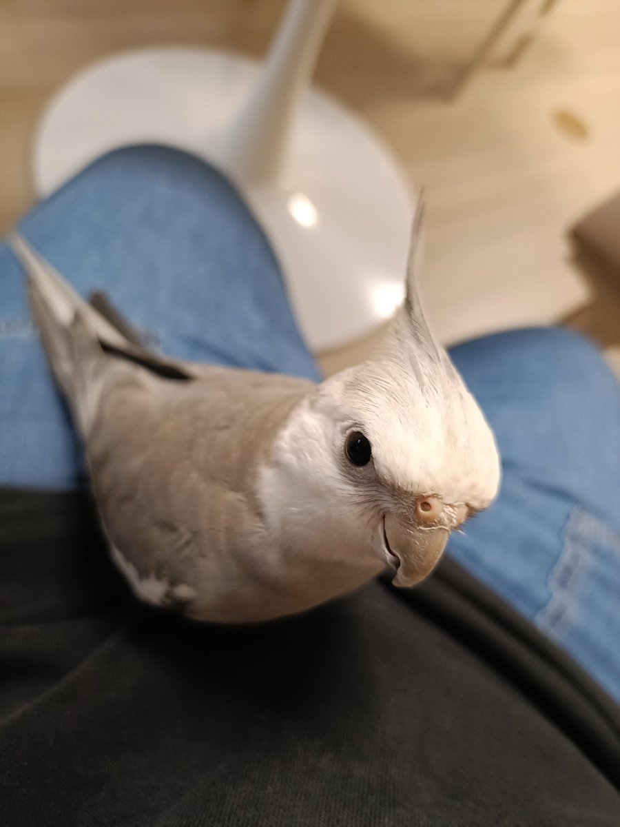 89Chokob's tweet photo. 【拡散希望】

本日19日18時頃
鹿児島県日置市東市来町美山で
オカメインコが逃げました

見かけた人はご一報ください

しらす オス
オカメインコ
 ホワイトフェイスシナモン寄りパイド
1歳１ヶ月

 #迷い鳥
 #鹿児島県日置市
 #オカメインコ https://t.co/r2devmMQcY