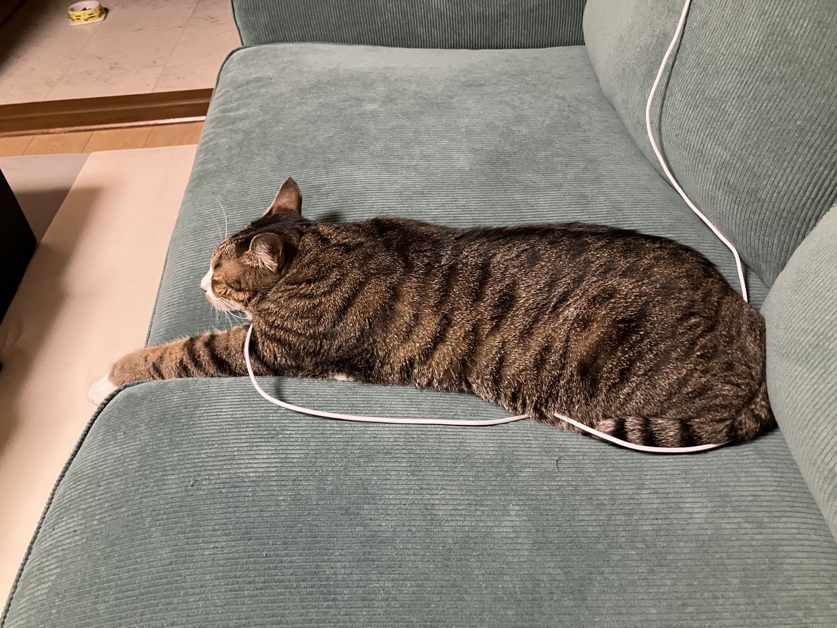 ygm_613's tweet photo. ソファーの溝で寝る猫可愛い
なんか充電してない？？ https://t.co/8xOkZGoI5x