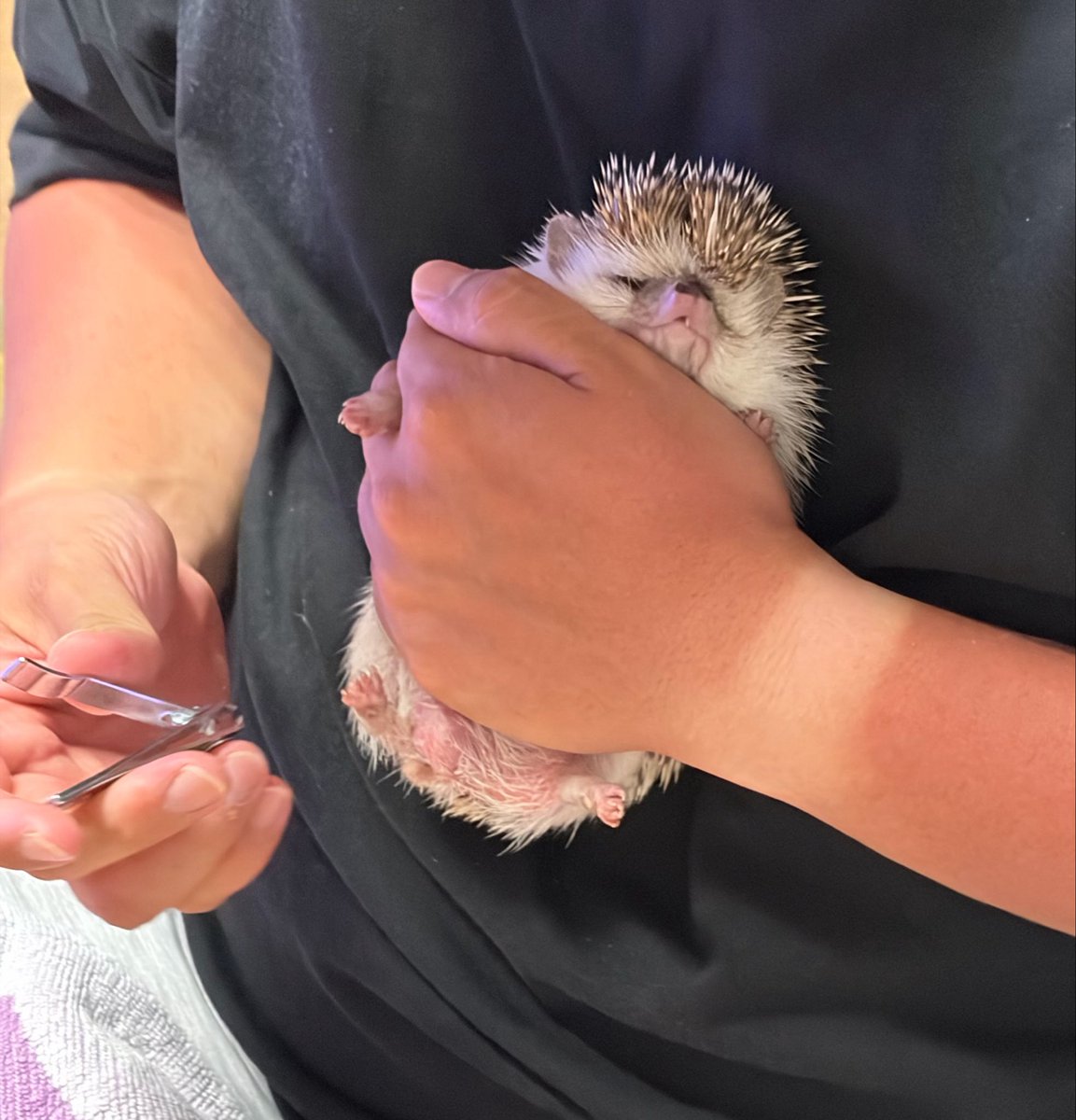 tet50_'s tweet photo. 🦔: 싫어 !!!!!!! https://t.co/N7ertCKdVs