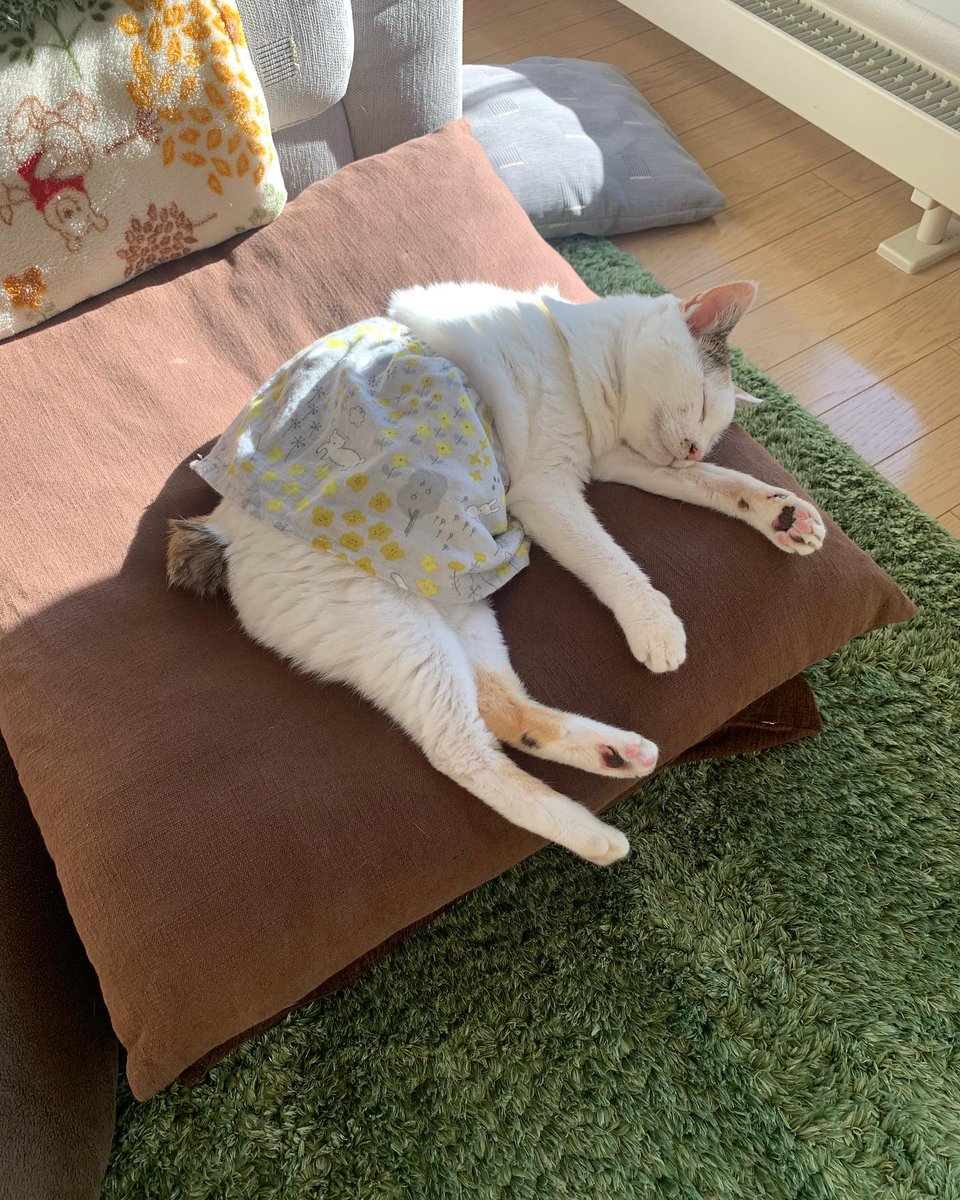 MargerySim3owo's tweet photo. 重力に身を預けているときは、自分自身の境界線が��昧になる感覚がある。ただ漂うだけの時間は、意外と贅沢なのかもしれない。 https://t.co/wcbc6Zn4Eo