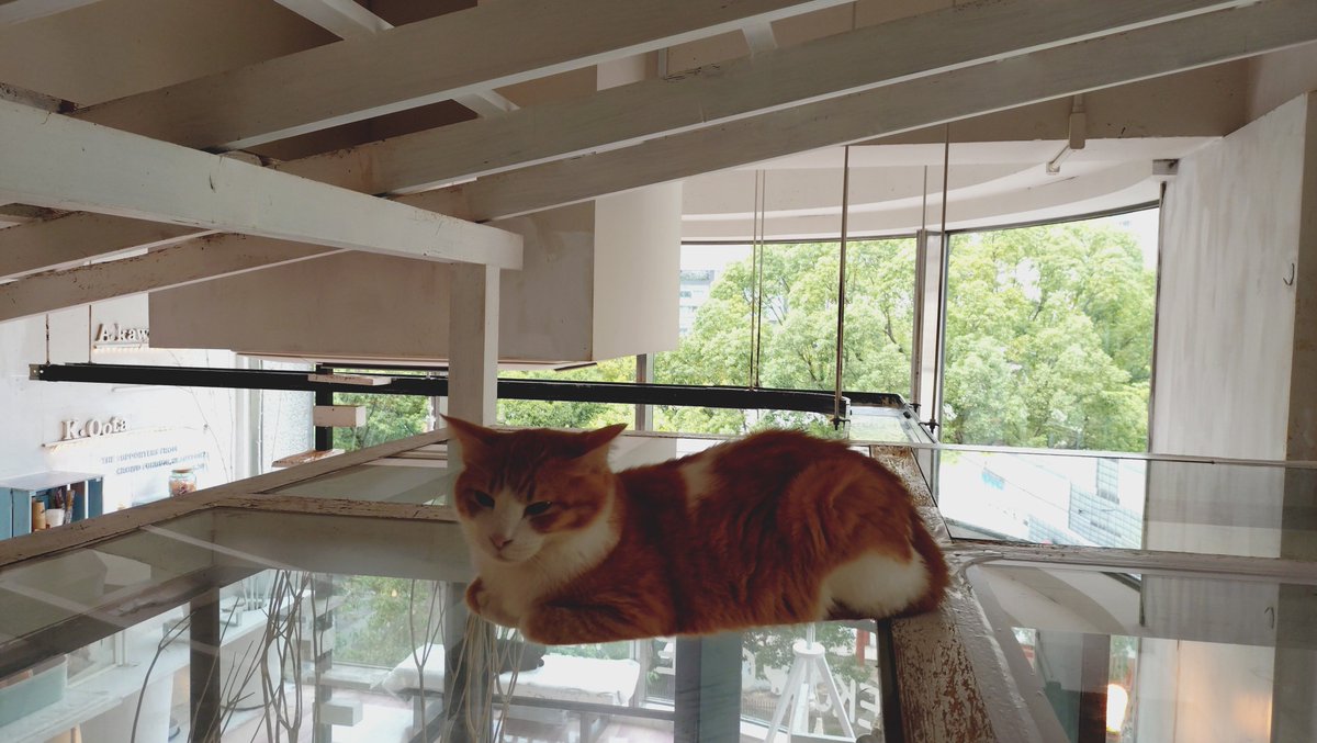 Asagiri145's tweet photo. ﾈｺﾁｬﾝ🐱 https://t.co/CgoJyzbZLQ